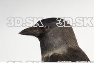 Jackdaw - Corvus monedula 0030